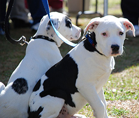 Dogs on a leash